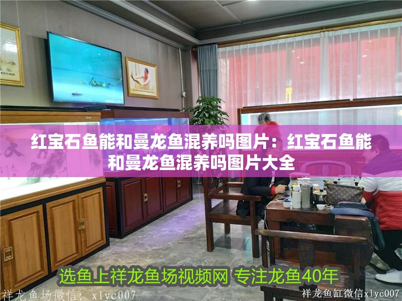 紅寶石魚能和曼龍魚混養嗎圖片:紅寶石魚能和曼龍魚混養嗎圖片大全 水族問答 紅寶石魚能和曼龍魚混養嗎圖片:紅寶石魚能和曼龍魚混養嗎圖片大全 紅寶石魚能和曼龍魚混養嗎圖片:紅寶石魚能和曼龍魚混養嗎圖片大全 水族問答