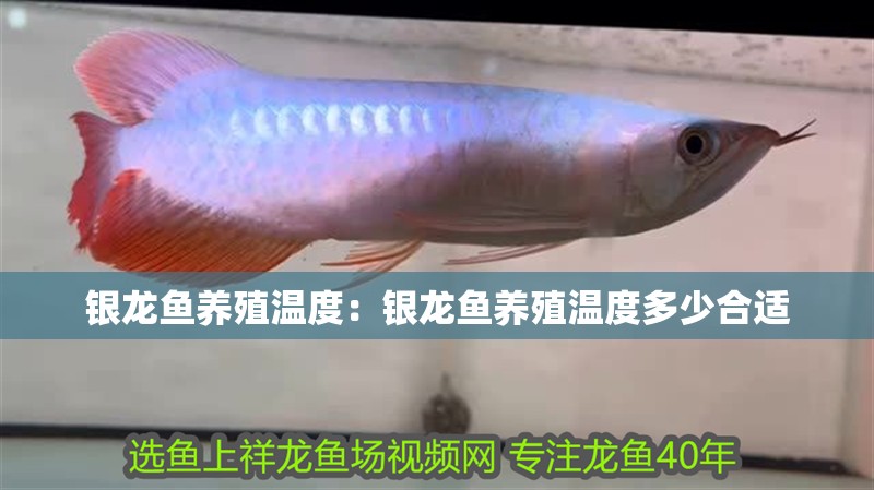 銀龍魚養殖溫度：銀龍魚養殖溫度多少合適
