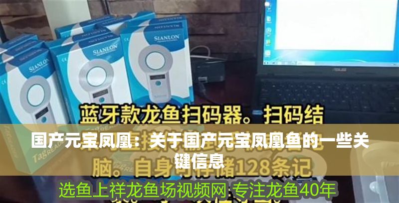 國產(chǎn)元寶鳳凰：關(guān)于國產(chǎn)元寶鳳凰魚的一些關(guān)鍵信息 國產(chǎn)元寶鳳凰：關(guān)于國產(chǎn)元寶鳳凰魚的一些關(guān)鍵信息 元寶鳳凰魚百科 第2張