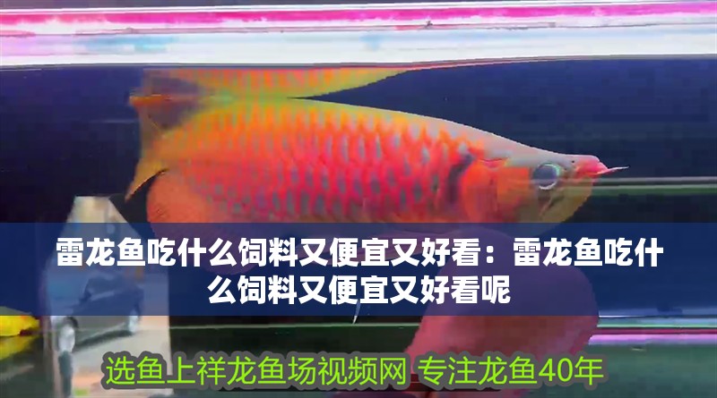 雷龍魚吃什么飼料又便宜又好看：雷龍魚吃什么飼料又便宜又好看呢 雷龍魚吃什么飼料又便宜又好看：雷龍魚吃什么飼料又便宜又好看呢 水族問答