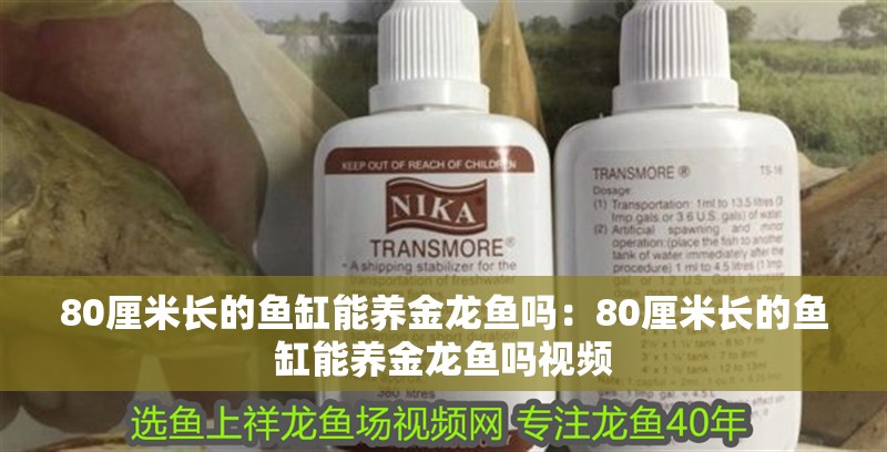 80厘米長的魚缸能養金龍魚嗎：80厘米長的魚缸能養金龍魚嗎視頻