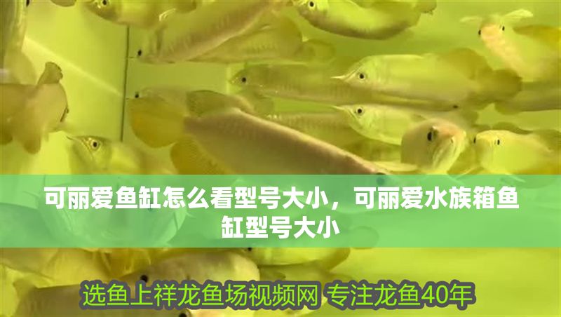 可麗愛魚缸怎么看型號大小，可麗愛水族箱魚缸型號大小