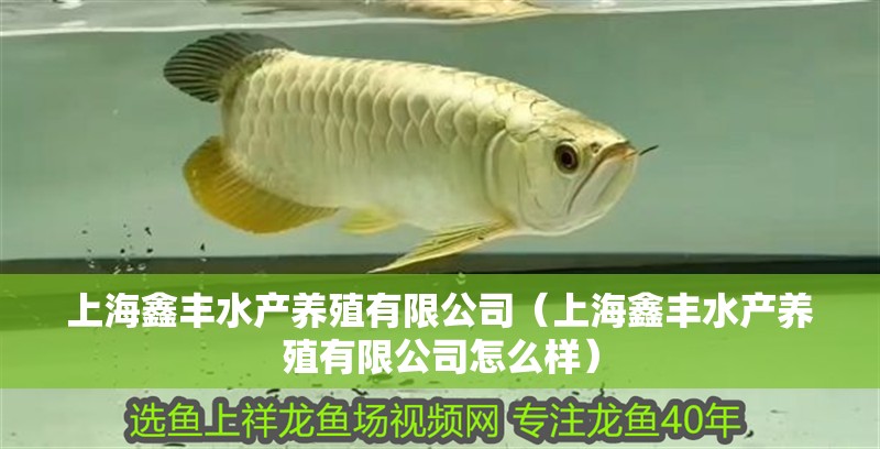 上海鑫豐水產(chǎn)養(yǎng)殖有限公司（上海鑫豐水產(chǎn)養(yǎng)殖有限公司怎么樣）