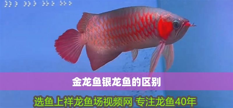 金龍魚銀龍魚的區別