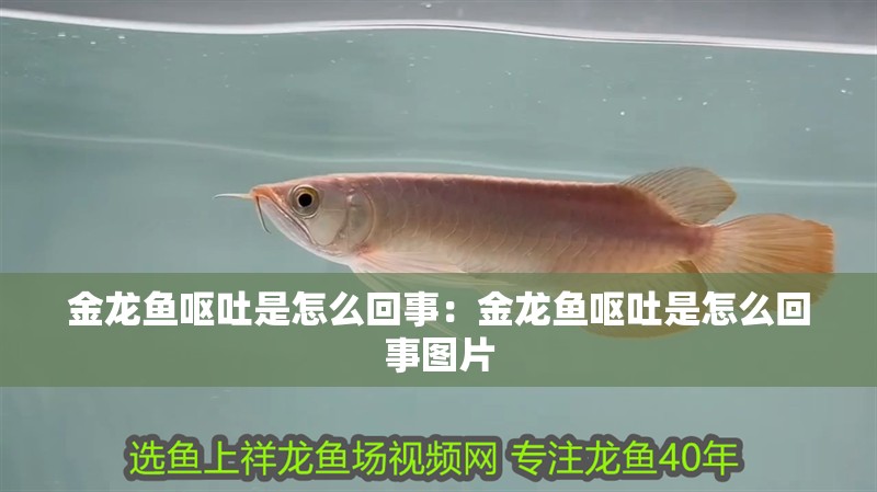 金龍魚嘔吐是怎么回事：金龍魚嘔吐是怎么回事圖片