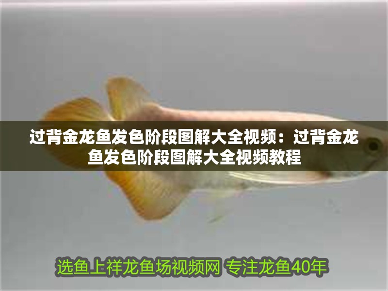 過背金龍魚發(fā)色階段圖解大全視頻：過背金龍魚發(fā)色階段圖解大全視頻教程