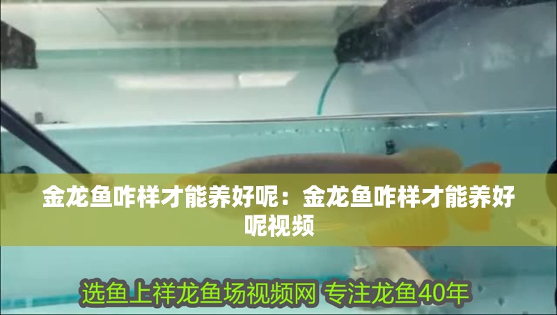 金龍魚咋樣才能養好呢：金龍魚咋樣才能養好呢視頻