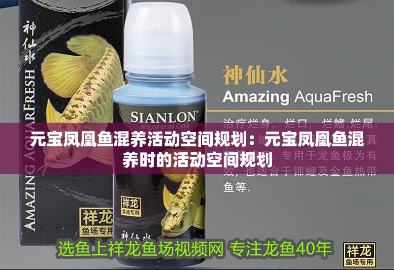 元寶鳳凰魚混養活動空間規劃：元寶鳳凰魚混養時的活動空間規劃