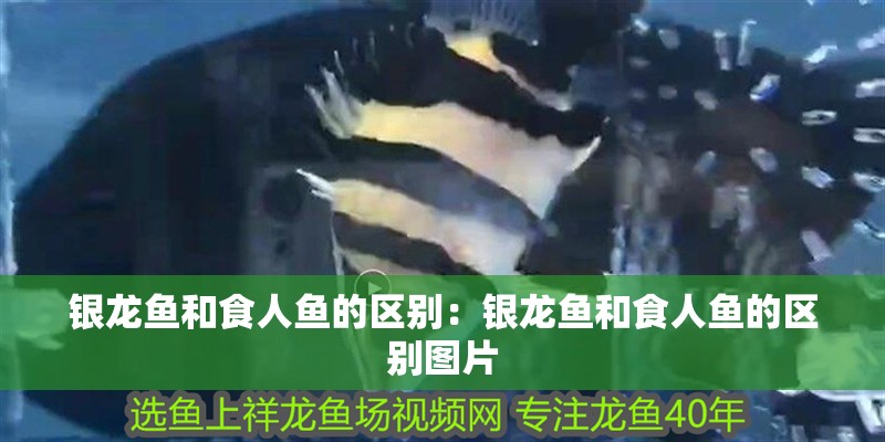 銀龍魚和食人魚的區別：銀龍魚和食人魚的區別圖片 銀龍魚和食人魚的區別：銀龍魚和食人魚的區別圖片 水族問答
