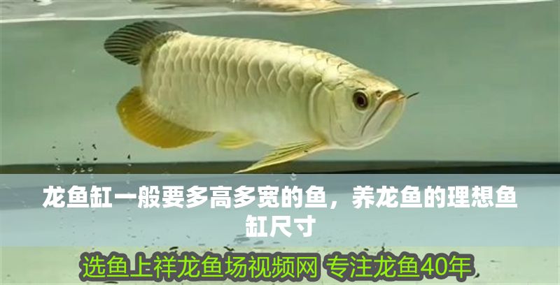龍魚(yú)缸一般要多高多寬的魚(yú)，養(yǎng)龍魚(yú)的理想魚(yú)缸尺寸