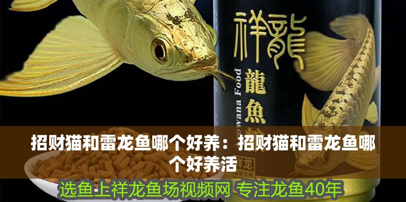 招財貓和雷龍魚哪個好養：招財貓和雷龍魚哪個好養活