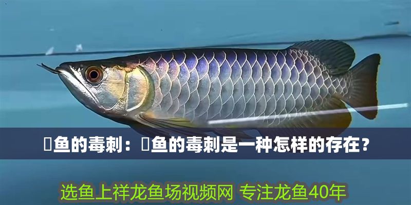 魟魚的毒刺:魟魚的毒刺是一種怎樣的存在? 魟魚百科 第2張 魟魚的毒刺:魟魚的毒刺是一種怎樣的存在? 魟魚的毒刺:魟魚的毒刺是一種怎樣的存在? 魟魚百科 第2張