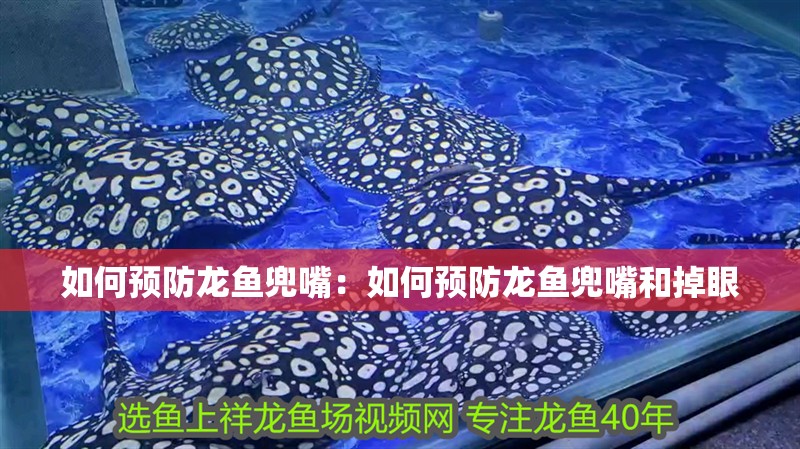 如何預防龍魚兜嘴：如何預防龍魚兜嘴和掉眼