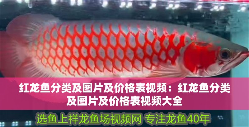 紅龍魚分類及圖片及價格表視頻：紅龍魚分類及圖片及價格表視頻大全