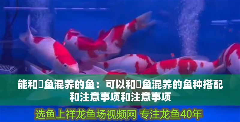 能和魟魚混養(yǎng)的魚：可以和魟魚混養(yǎng)的魚種搭配和注意事項和注意事項