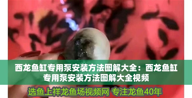 西龍魚缸專用泵安裝方法圖解大全：西龍魚缸專用泵安裝方法圖解大全視頻