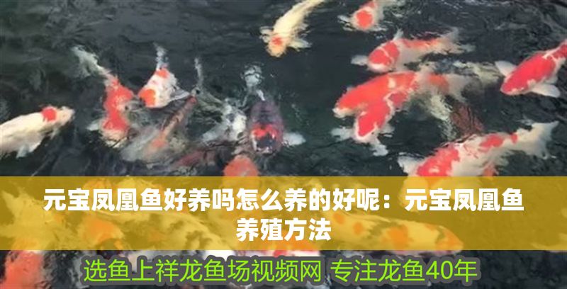 元寶鳳凰魚好養(yǎng)嗎怎么養(yǎng)的好呢：元寶鳳凰魚養(yǎng)殖方法
