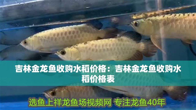 吉林金龍魚收購(gòu)水稻價(jià)格：吉林金龍魚收購(gòu)水稻價(jià)格表