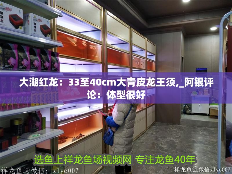 大湖紅龍：33至40cm大青皮龍王須,_阿銀評論：體型很好 大湖紅龍：33至40cm大青皮龍王須,_阿銀評論：體型很好 大湖紅龍魚百科 第2張