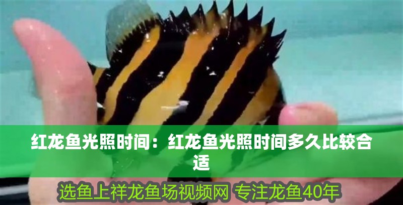 紅龍魚光照時間:紅龍魚光照時間多久比較合適 水族問答 紅龍魚光照時間:紅龍魚光照時間多久比較合適 紅龍魚光照時間:紅龍魚光照時間多久比較合適 水族問答