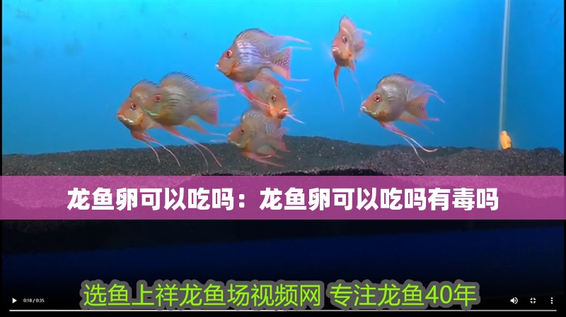 龍魚卵可以吃嗎：龍魚卵可以吃嗎有毒嗎