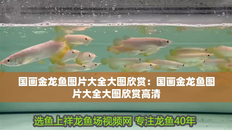 國畫金龍魚圖片大全大圖欣賞：國畫金龍魚圖片大全大圖欣賞高清