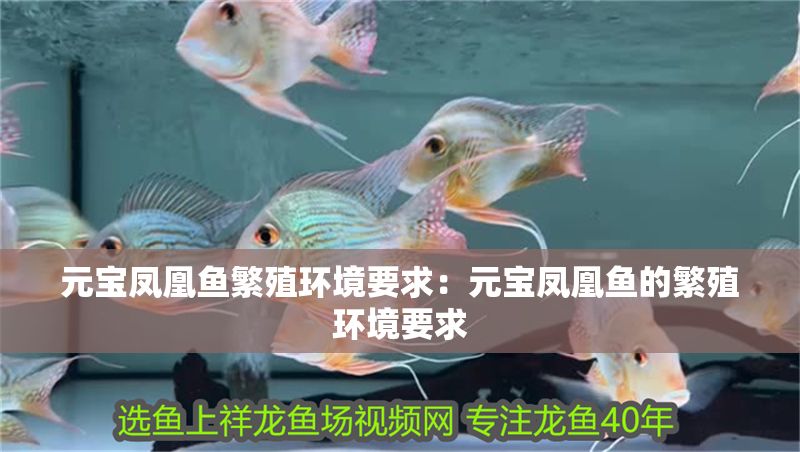 元寶鳳凰魚繁殖環境要求：元寶鳳凰魚的繁殖環境要求