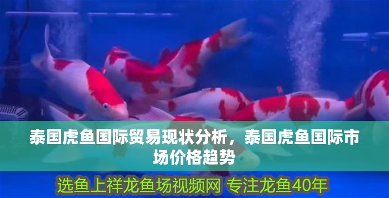 泰國虎魚國際貿易現狀分析，泰國虎魚國際市場價格趨勢
