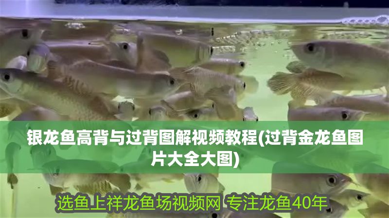 銀龍魚高背與過背圖解視頻教程(過背金龍魚圖片大全大圖) 銀龍魚高背與過背圖解視頻教程(過背金龍魚圖片大全大圖) 金龍魚百科 第1張