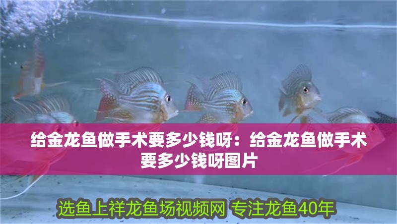 給金龍魚做手術(shù)要多少錢呀：給金龍魚做手術(shù)要多少錢呀圖片