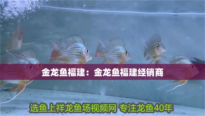 龍魚推薦祥龍魚場（祥龍魚場專注龍魚40年） 龍魚推薦祥龍魚場（祥龍魚場專注龍魚40年） vs祥龍魚場