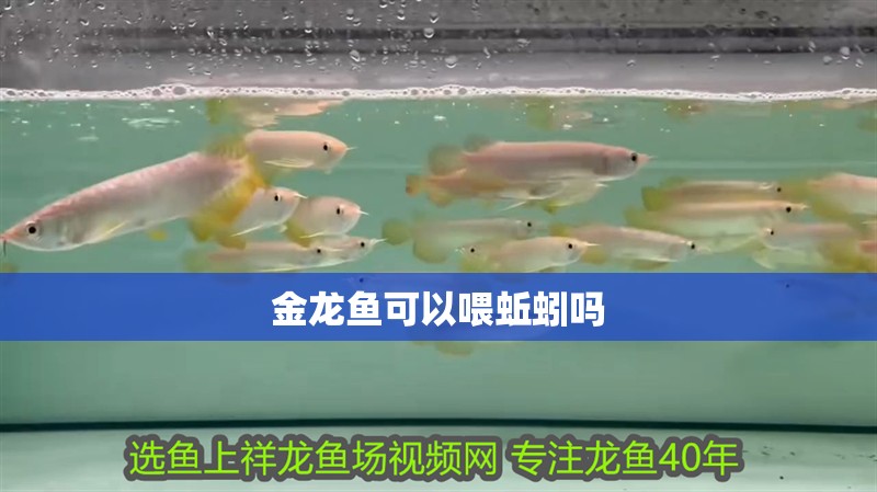 金龍魚可以喂蚯蚓嗎