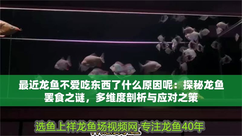 最近龍魚不愛(ài)吃東西了什么原因呢：探秘龍魚罷食之謎，多維度剖析與應(yīng)對(duì)之策