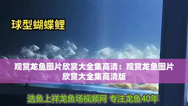 觀賞龍魚圖片欣賞大全集高清：觀賞龍魚圖片欣賞大全集高清版 觀賞龍魚圖片欣賞大全集高清：觀賞龍魚圖片欣賞大全集高清版 水族問答