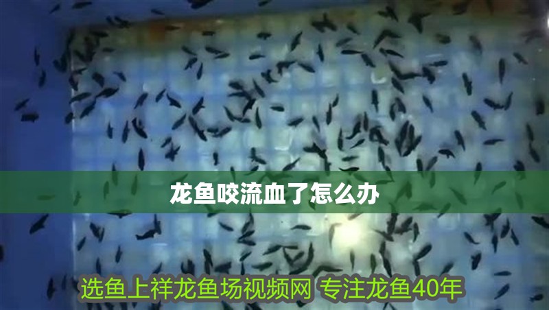 龍魚咬流血了怎么辦 龍魚百科 第2張 龍魚咬流血了怎么辦 龍魚咬流血了怎么辦 龍魚百科 第2張