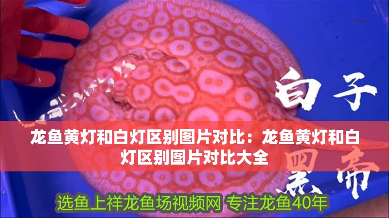 龍魚黃燈和白燈區(qū)別圖片對比：龍魚黃燈和白燈區(qū)別圖片對比大全