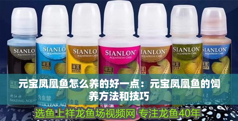 元寶鳳凰魚怎么養的好一點：元寶鳳凰魚的飼養方法和技巧