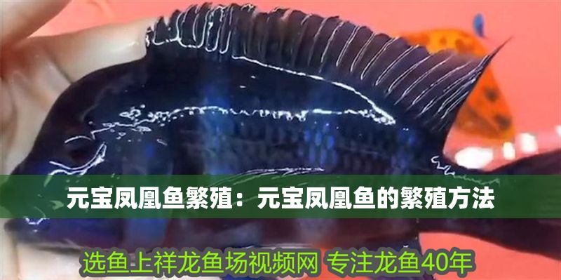元寶鳳凰魚繁殖：元寶鳳凰魚的繁殖方法