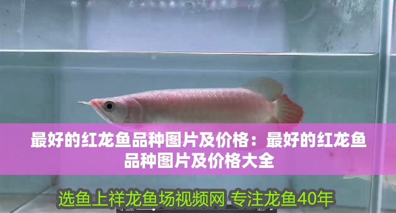 最好的紅龍魚品種圖片及價格：最好的紅龍魚品種圖片及價格大全 最好的紅龍魚品種圖片及價格：最好的紅龍魚品種圖片及價格大全 水族問答