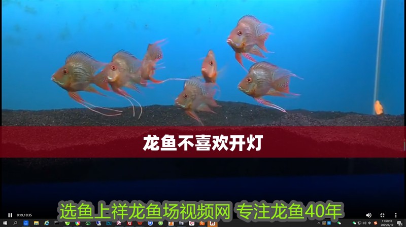 龍魚(yú)不喜歡開(kāi)燈