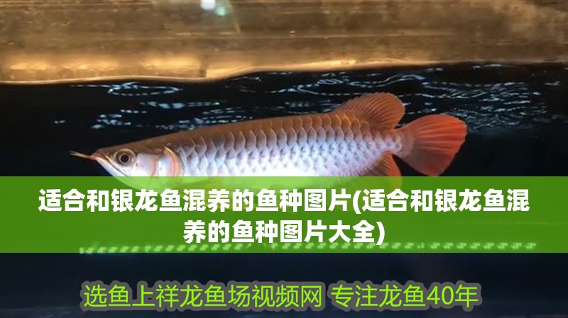 適合和銀龍魚混養的魚種圖片(適合和銀龍魚混養的魚種圖片大全)