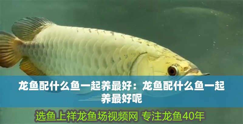 龍魚配什么魚一起養最好：龍魚配什么魚一起養最好呢