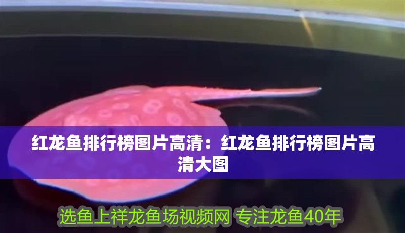 紅龍魚排行榜圖片高清：紅龍魚排行榜圖片高清大圖