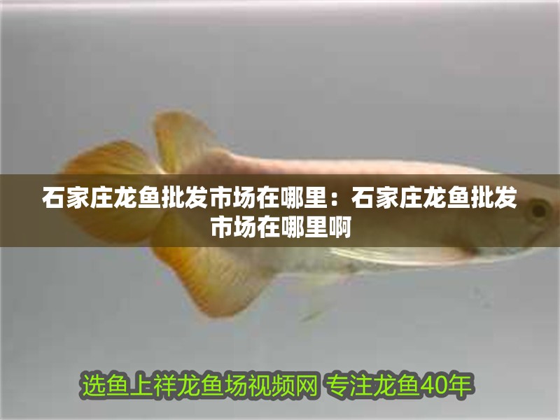 石家莊龍魚批發市場在哪里：石家莊龍魚批發市場在哪里啊