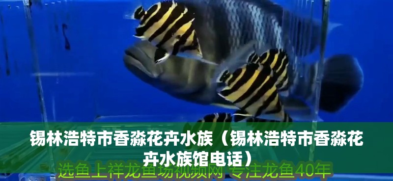 錫林浩特市香淼花卉水族（錫林浩特市香淼花卉水族館電話）