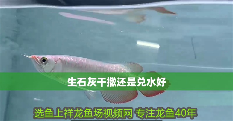 生石灰干撒還是兌水好