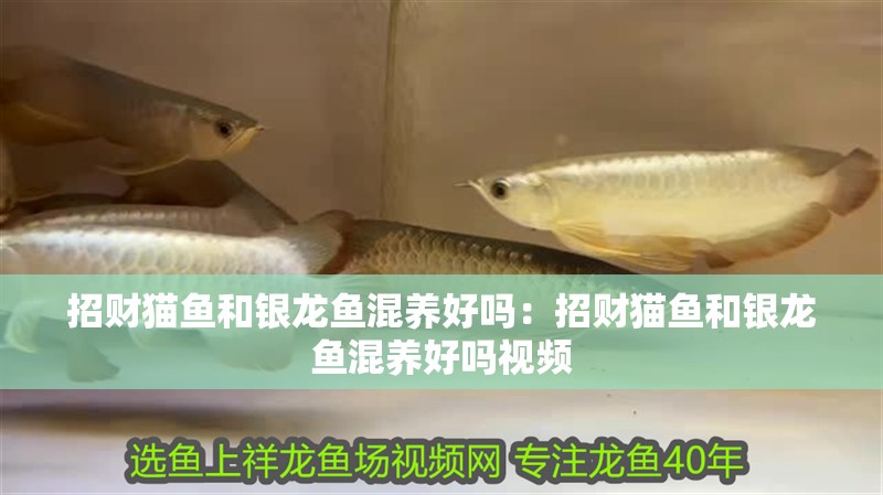 招財貓魚和銀龍魚混養好嗎：招財貓魚和銀龍魚混養好嗎視頻