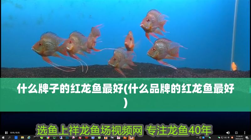 什么牌子的紅龍魚最好(什么品牌的紅龍魚最好)