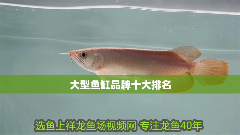 大型魚缸品牌十大排名