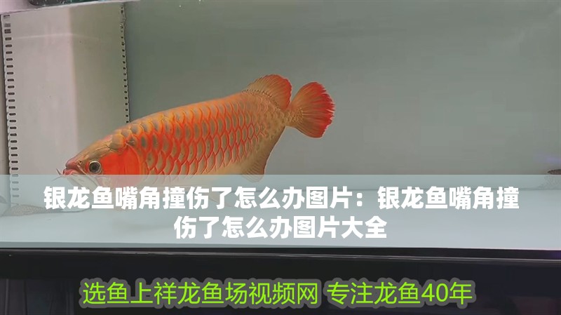 銀龍魚嘴角撞傷了怎么辦圖片：銀龍魚嘴角撞傷了怎么辦圖片大全